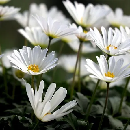 Maison d'hôtes Johannishof Wein-café&gästehaus Langsur