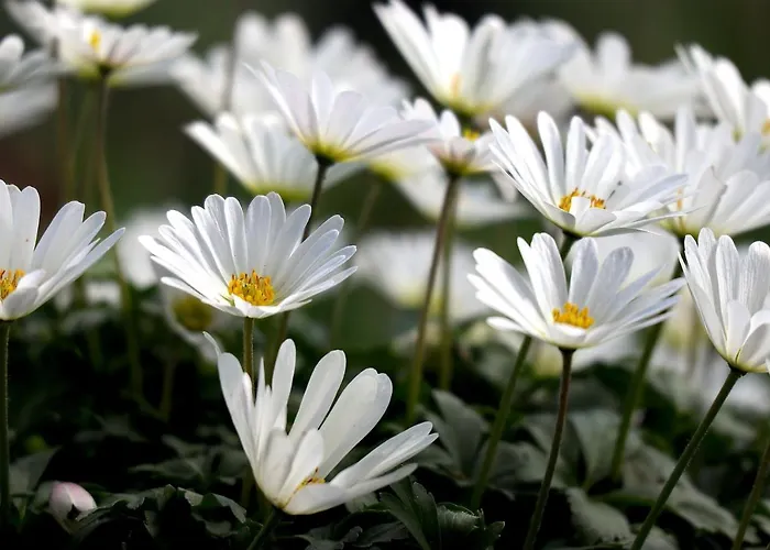 Vendégház Johannishof Wein-cafe & Gaestehaus Langsur